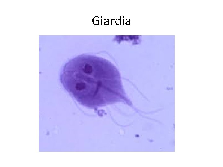 Giardia 