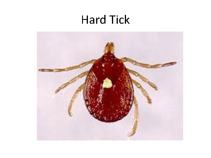 Hard Tick 