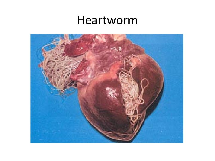 Heartworm 