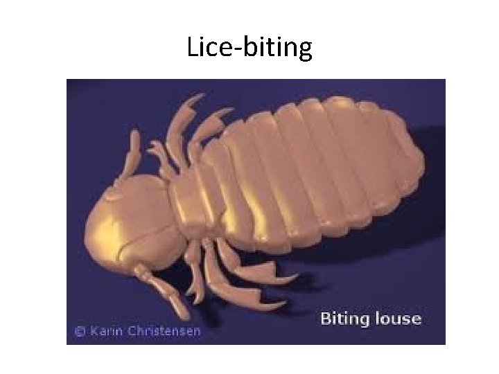 Lice-biting 