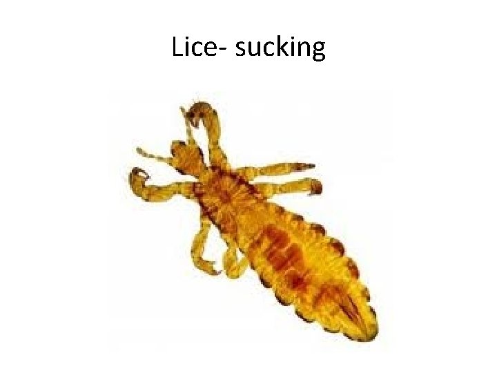 Lice- sucking 