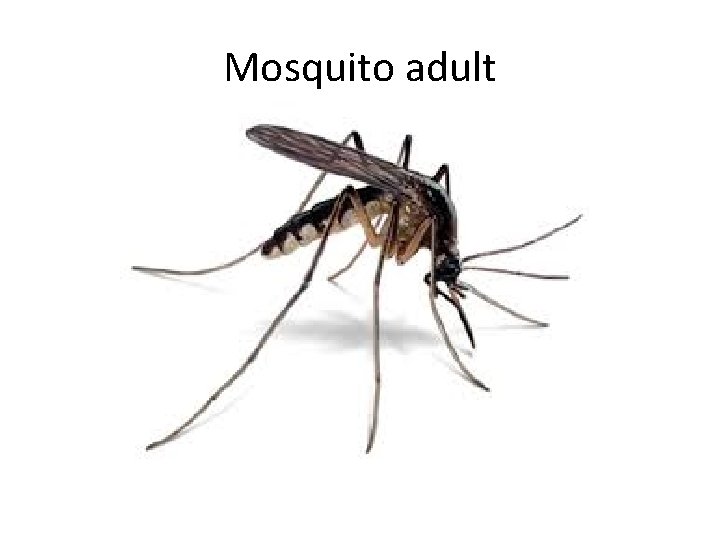 Mosquito adult 