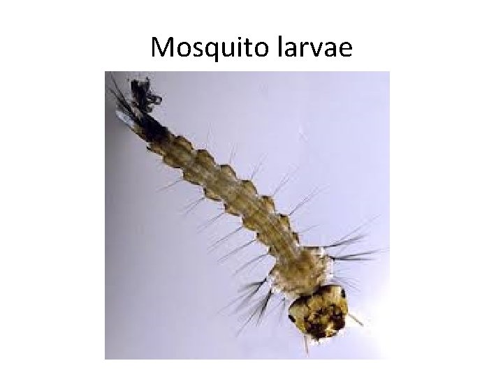 Mosquito larvae 