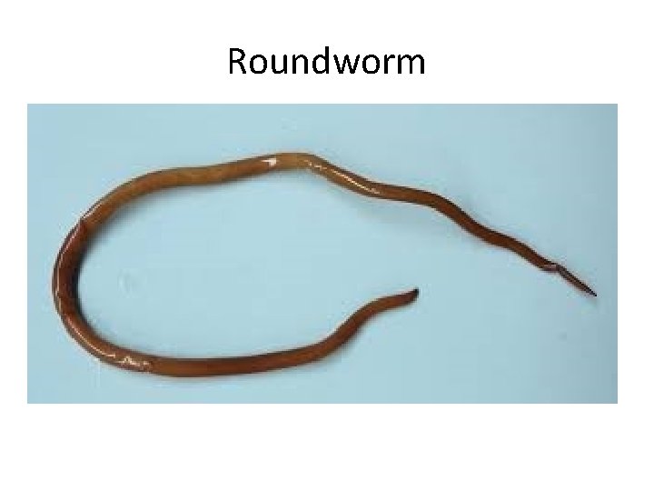 Roundworm 