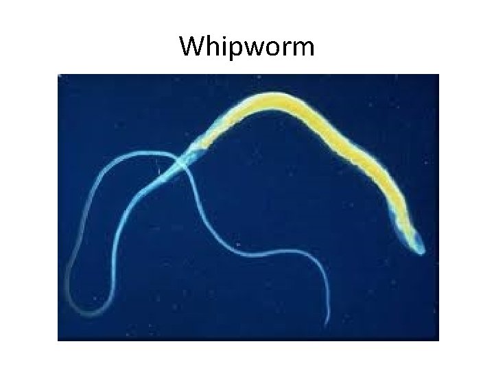 Whipworm 