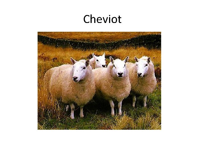 Cheviot 