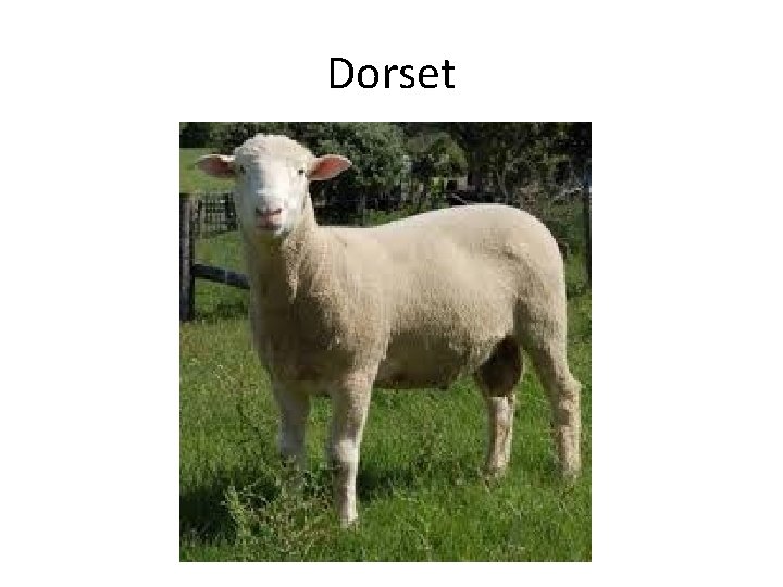 Dorset 