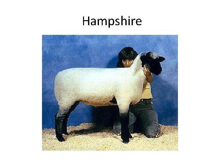 Hampshire 