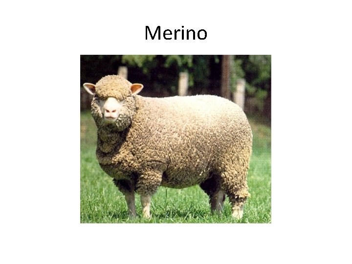 Merino 