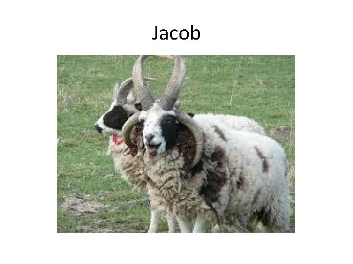 Jacob 