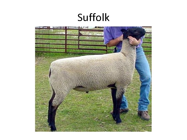 Suffolk 