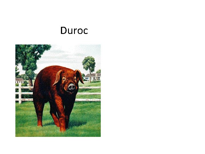 Duroc 