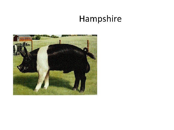 Hampshire 