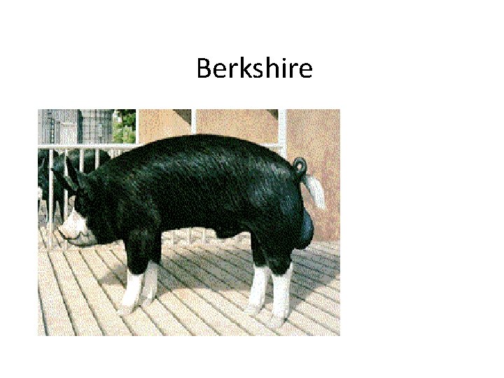 Berkshire 