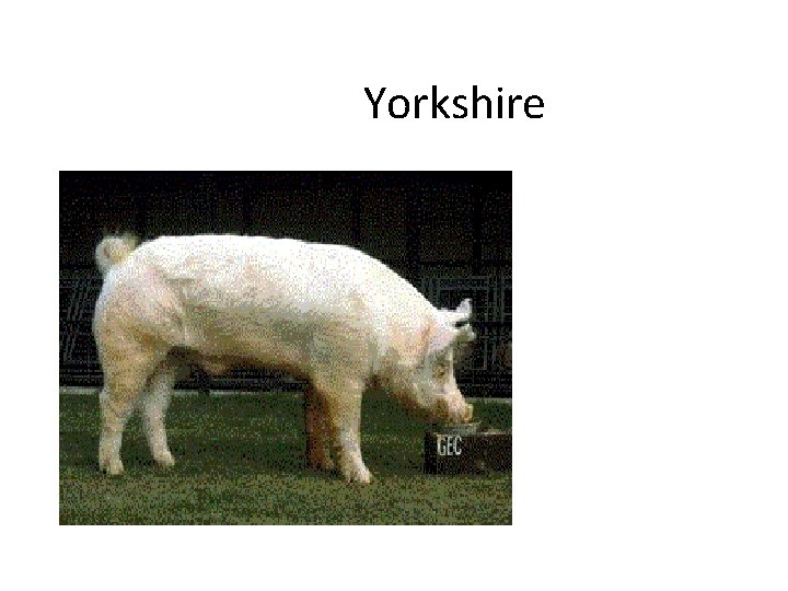 Yorkshire 