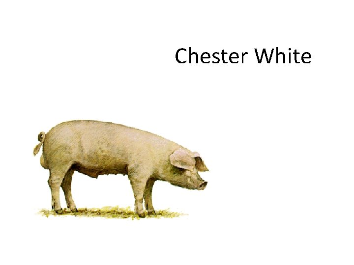 Chester White 