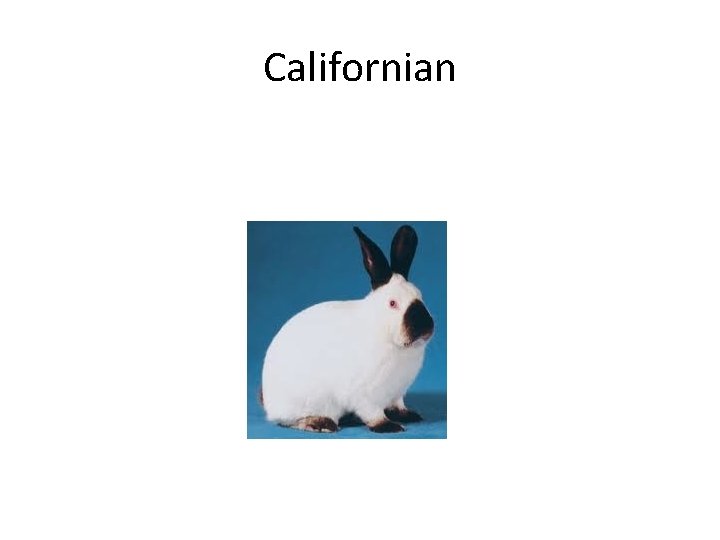 Californian 