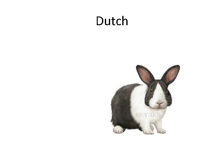 Dutch 