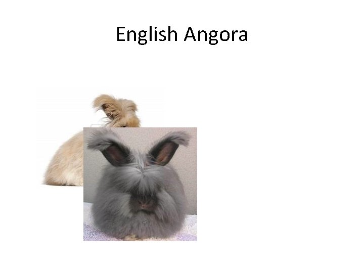 English Angora 