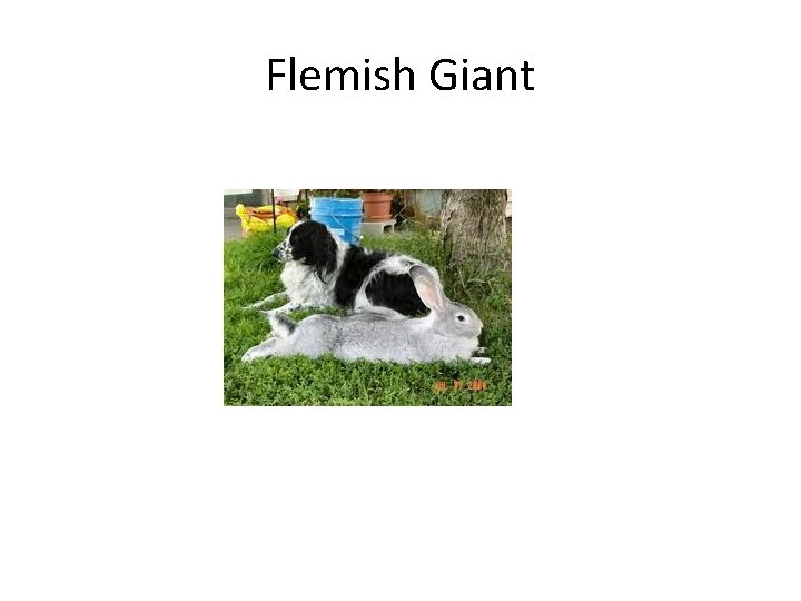 Flemish Giant 