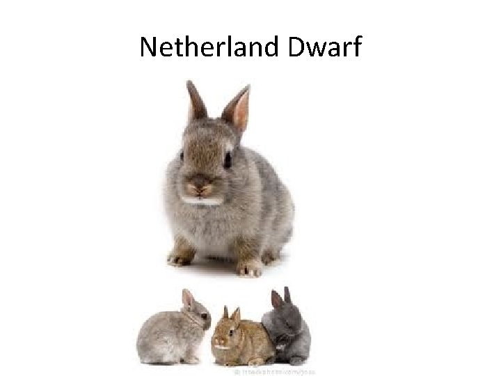 Netherland Dwarf 