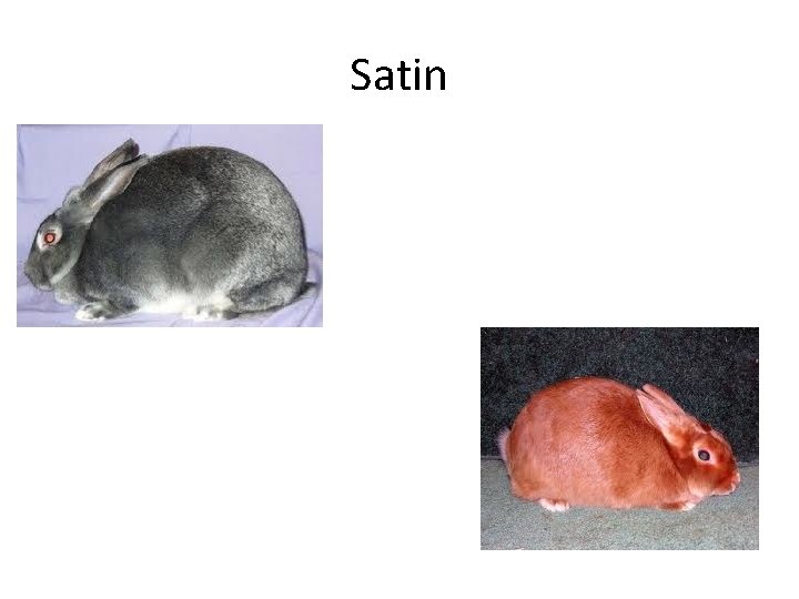 Satin 