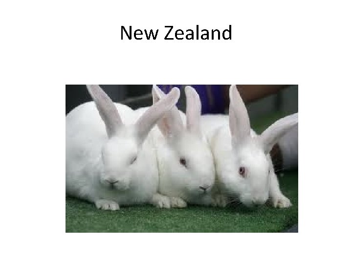 New Zealand 