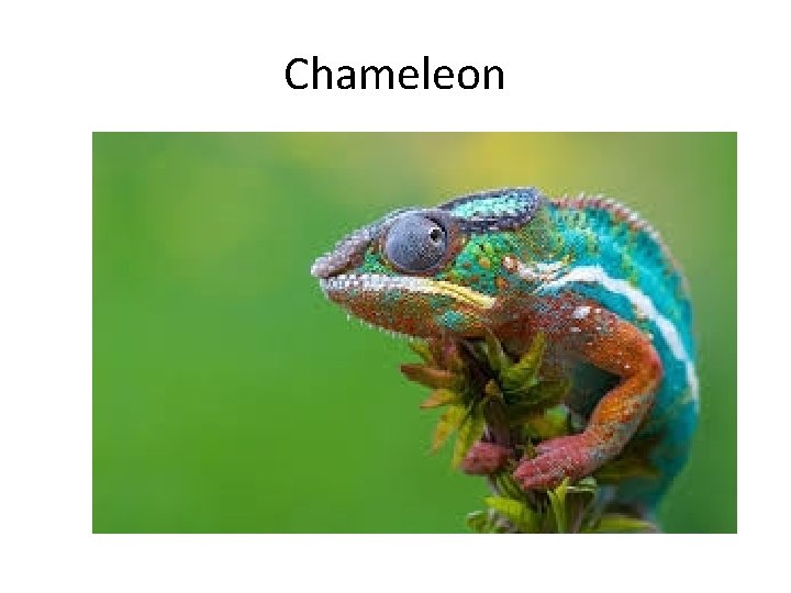 Chameleon 