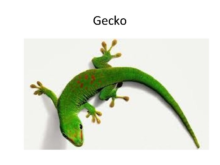 Gecko 