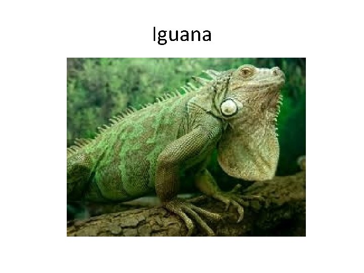 Iguana 