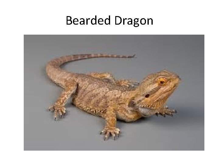 Bearded Dragon 