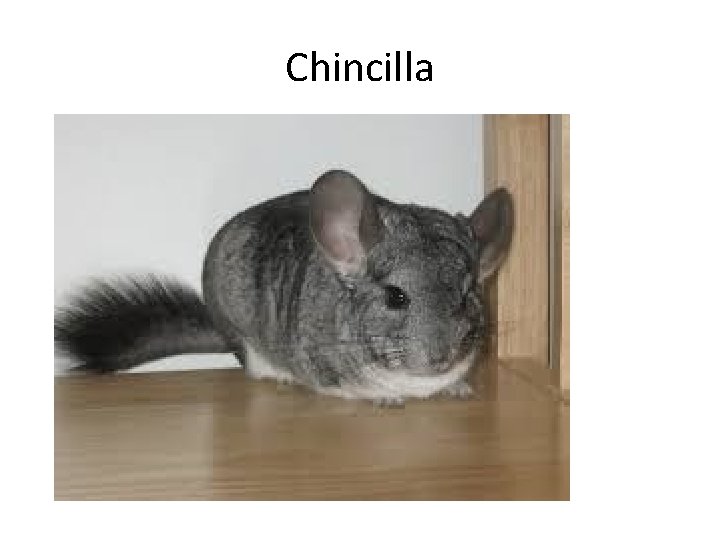 Chincilla 