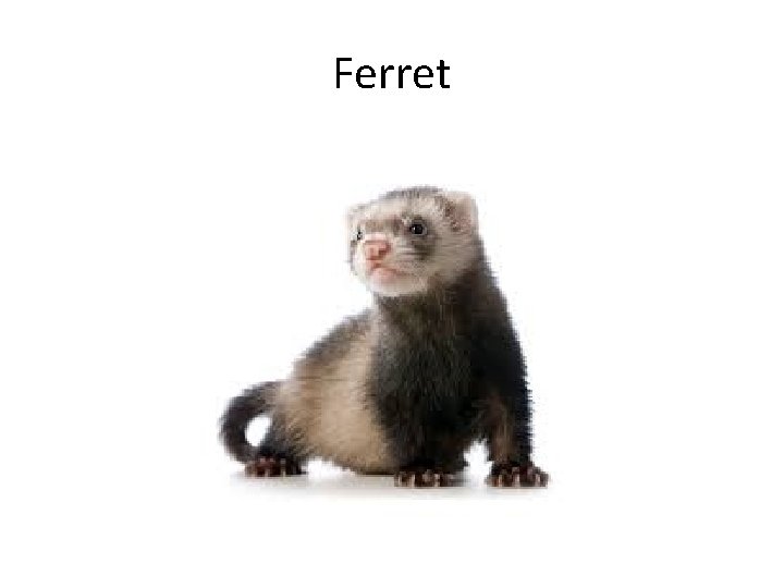 Ferret 