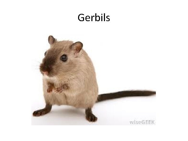 Gerbils 
