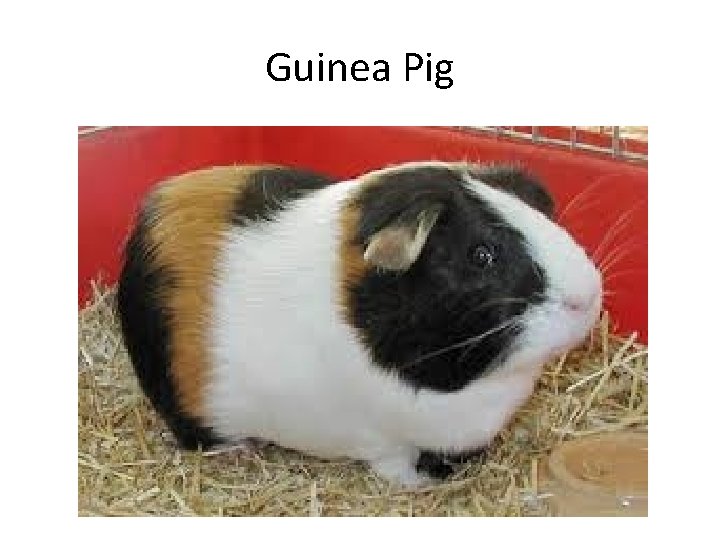 Guinea Pig 