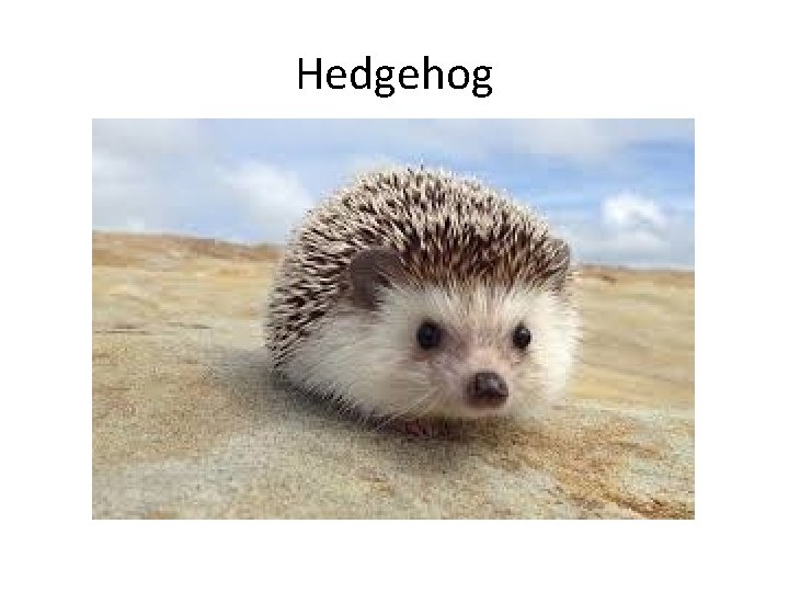 Hedgehog 