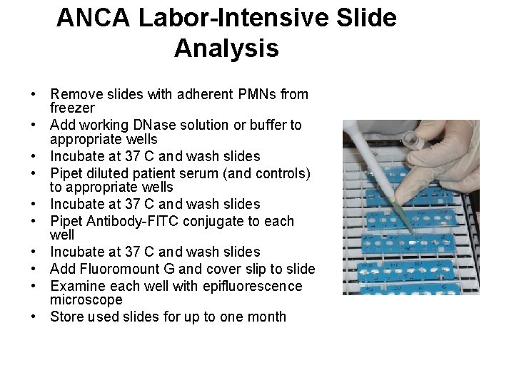 ANCA Labor-Intensive Slide Analysis • Remove slides with adherent PMNs from freezer • Add