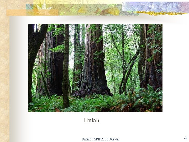 Hutan Rinaldi M/IF 2120 Matdis 4 