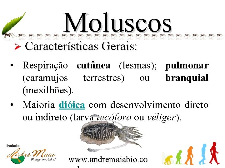 Moluscos Ø Características Gerais: • Respiração cutânea (lesmas); pulmonar (caramujos terrestres) ou branquial (mexilhões).