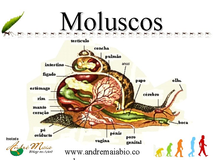 Moluscos www. andremaiabio. co 