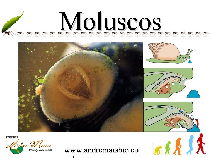 Moluscos www. andremaiabio. co 