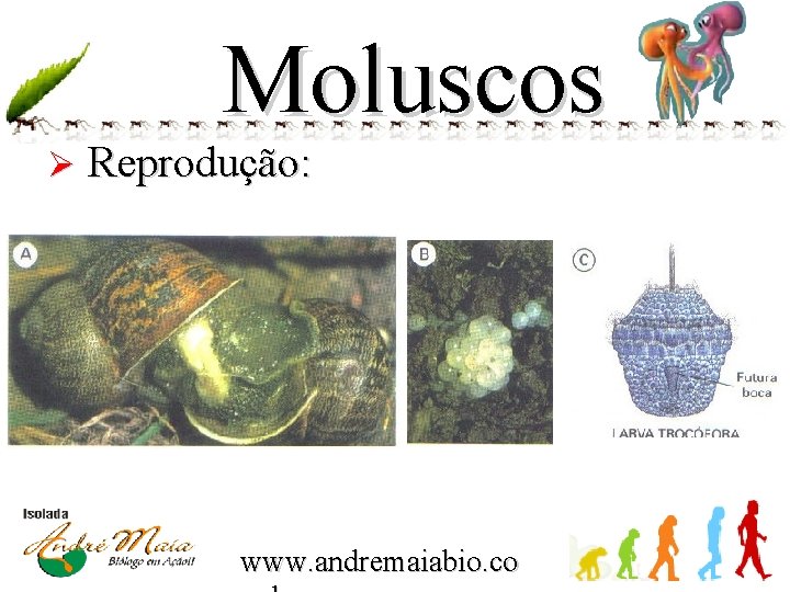 Moluscos Ø Reprodução: www. andremaiabio. co 