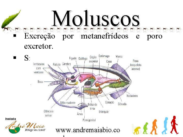 Moluscos § Excreção por metanefrídeos e poro excretor. § Sistema nervoso ganglionar. www. andremaiabio.