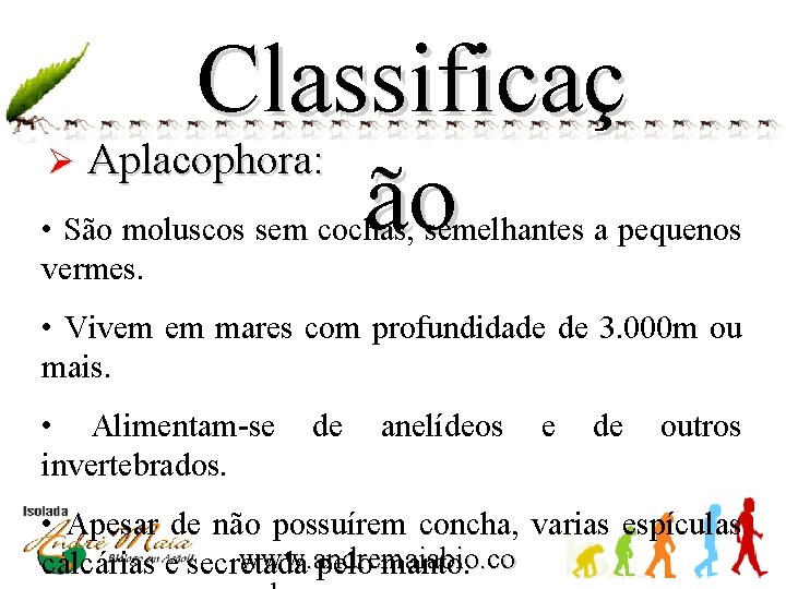Classificaç Aplacophora: ão Ø • São moluscos sem cochas, semelhantes a pequenos vermes. •