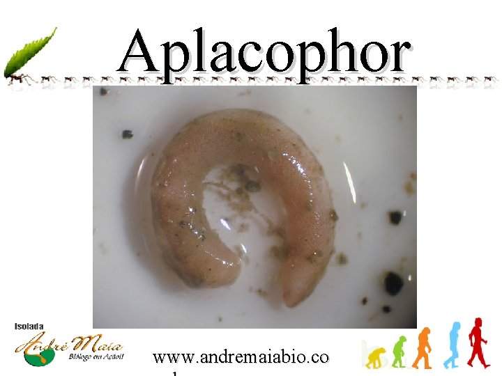 Aplacophor a www. andremaiabio. co 