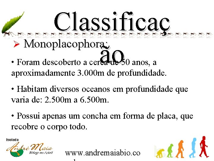 Classificaç Monoplacophora: ão Ø • Foram descoberto a cerca de 50 anos, a aproximadamente