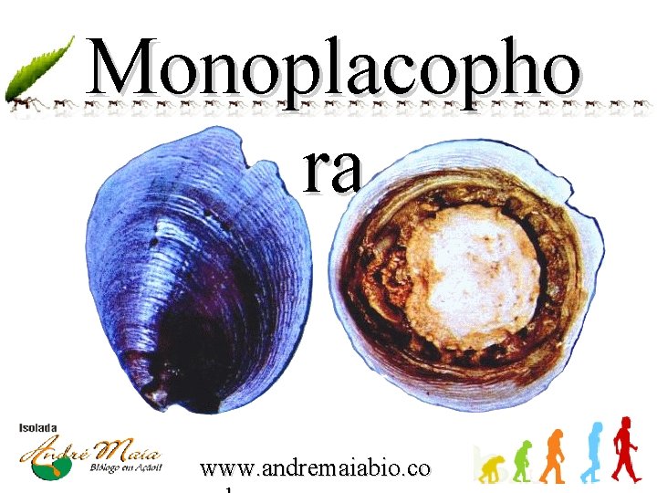 Monoplacopho ra www. andremaiabio. co 