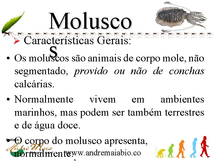 Molusco Ø Características Gerais: s • Os moluscos são animais de corpo mole, não