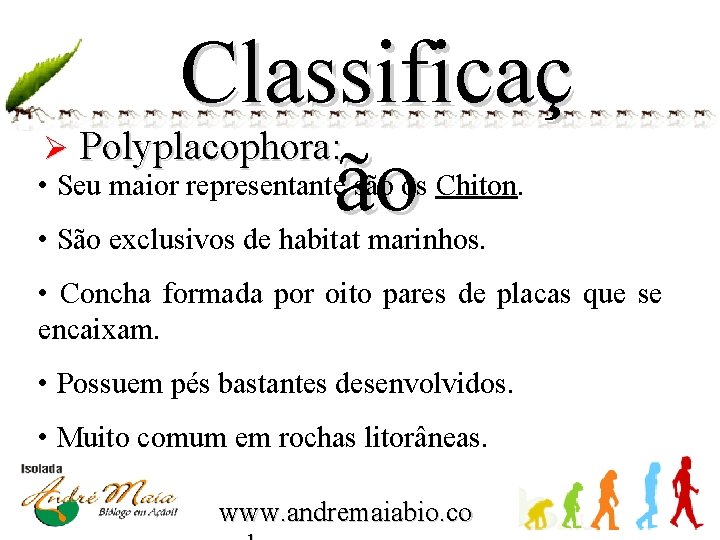 Classificaç Polyplacophora: ão Ø • Seu maior representante são os Chiton. • São exclusivos