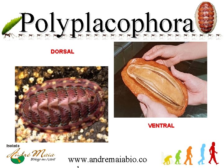 Polyplacophora DORSAL VENTRAL www. andremaiabio. co 